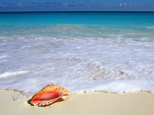 Tropical Paradise