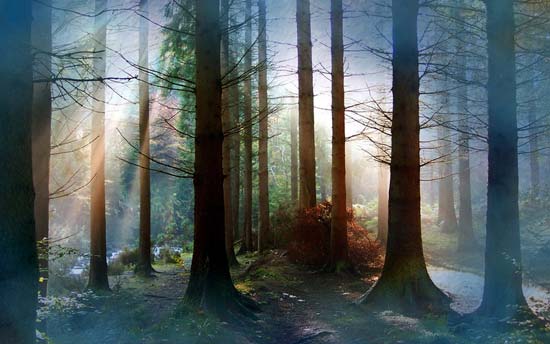 Nature Wallpapers