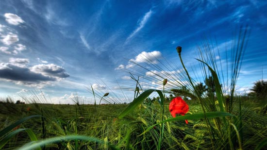 Nature Wallpapers