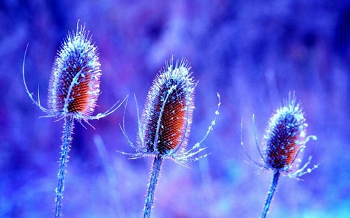 Computer Desktop Wallpapers Collection. www.cwer.ru
