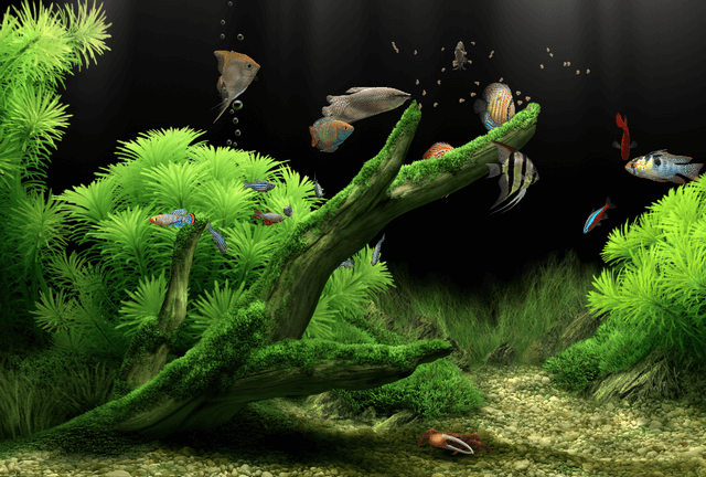 Dream Aquarium